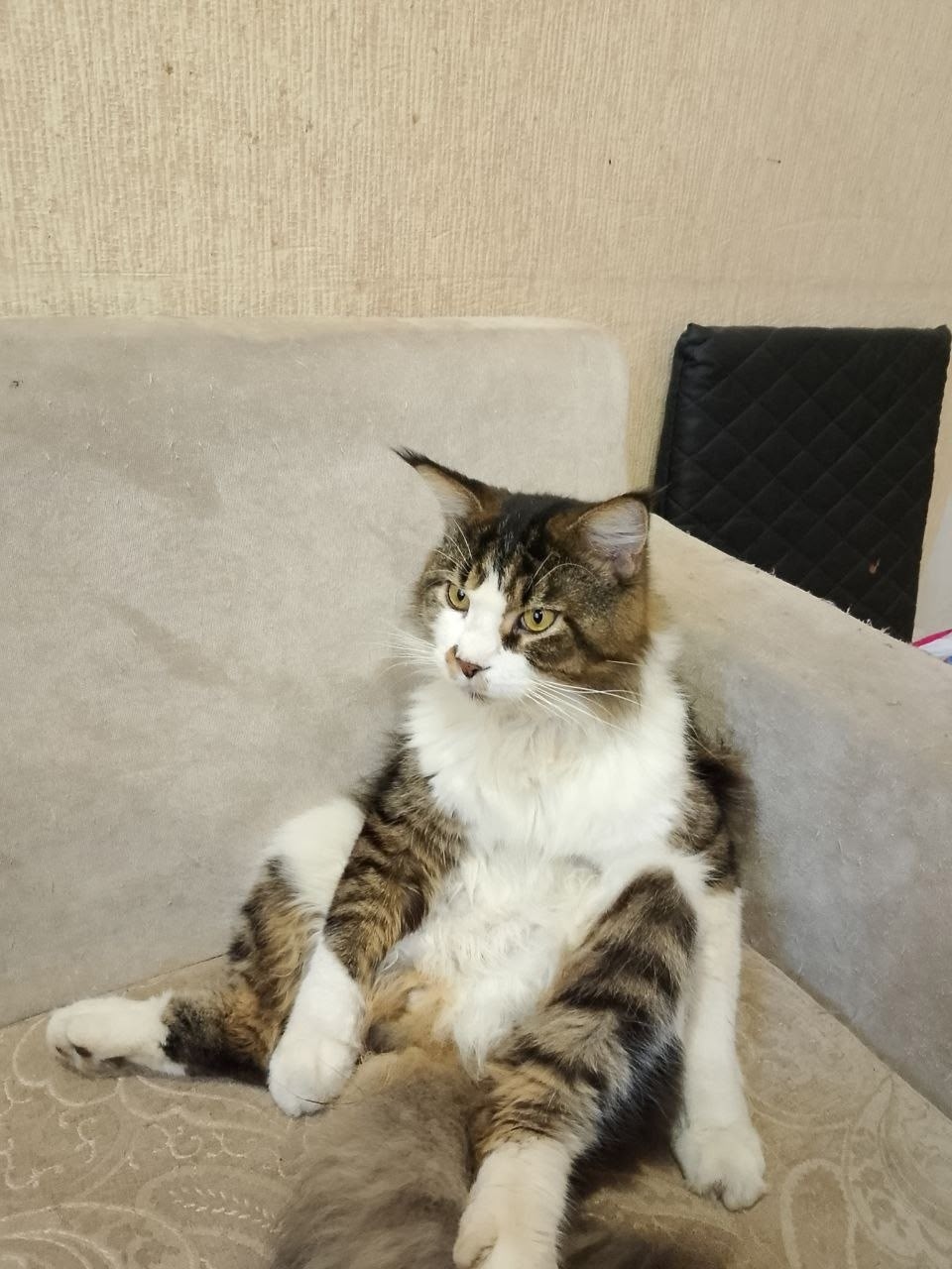 Найдена кошка в Сергиевом Посаде — фото объявления