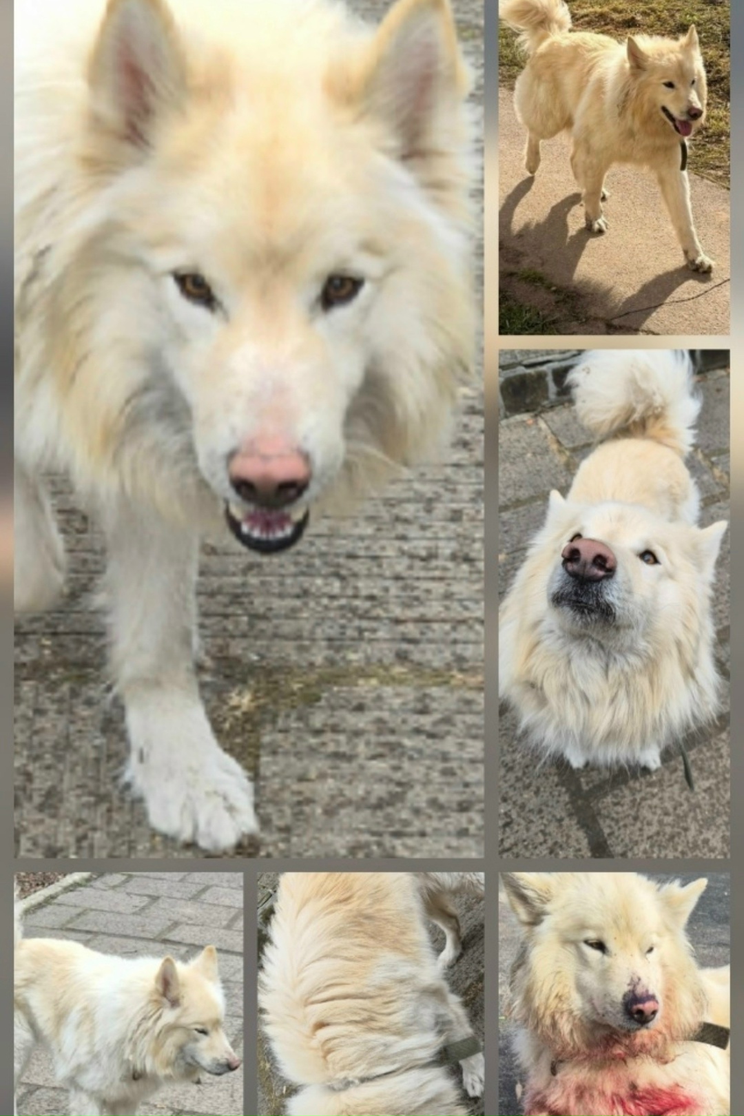 Найдена собака в Сергиевом Посаде — фото объявления