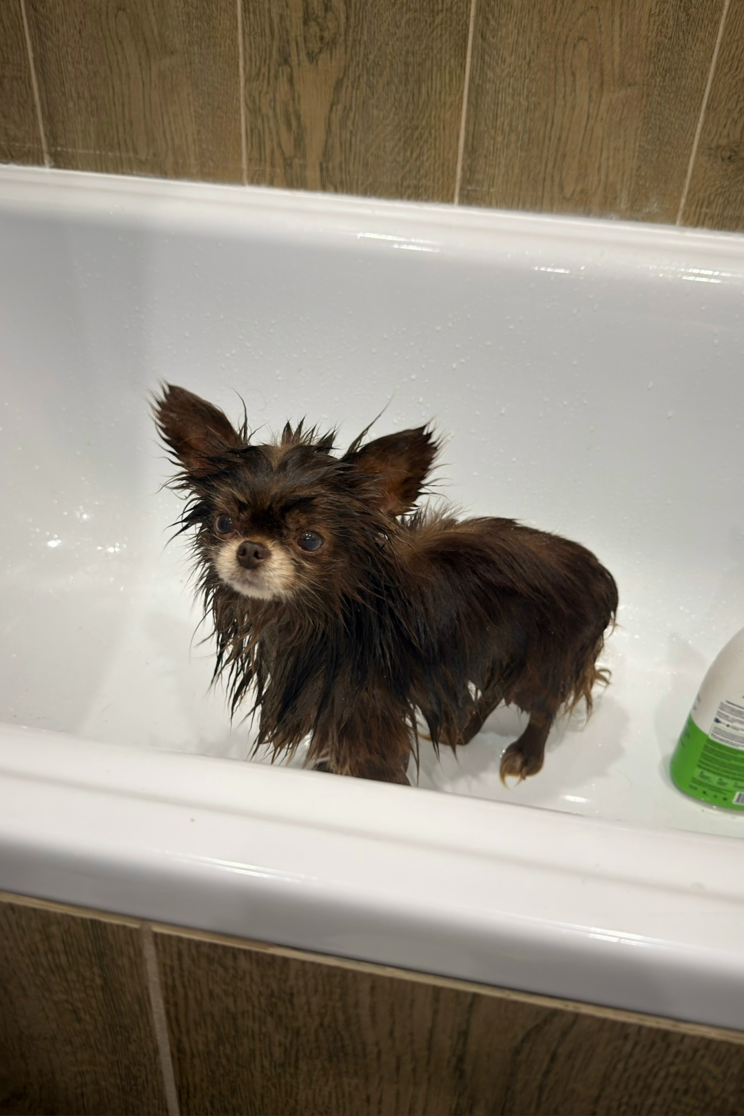 Найдена собака в Сергиевом Посаде — фото объявления