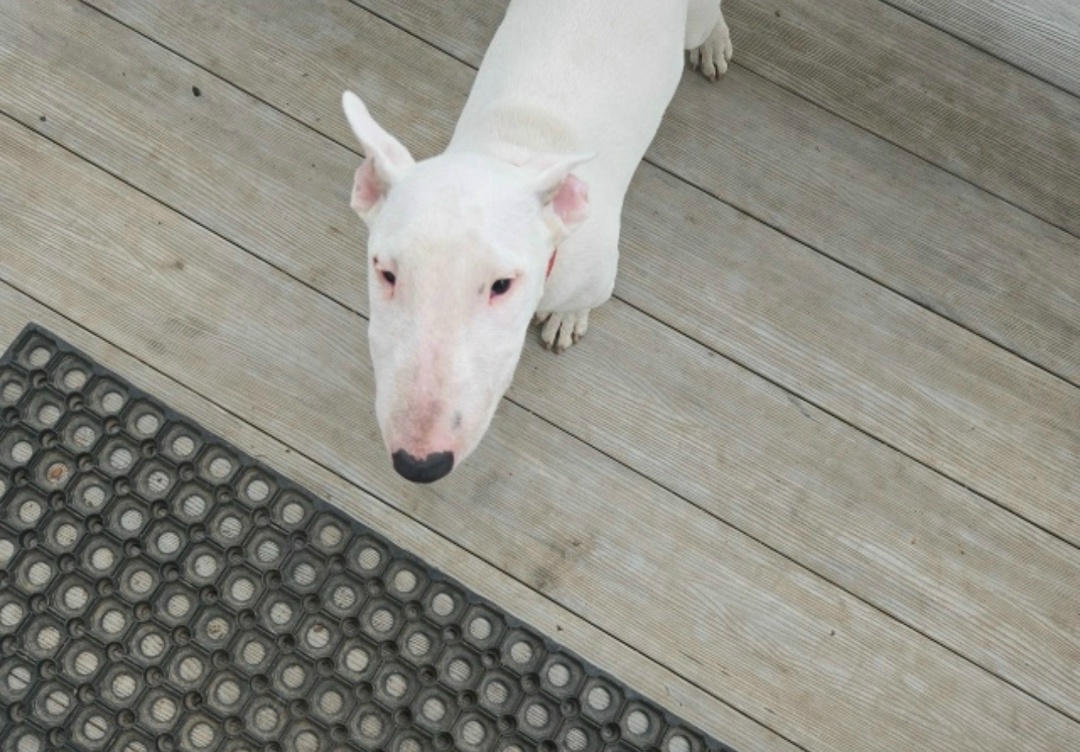 Найдена собака в Сергиевом Посаде — фото объявления