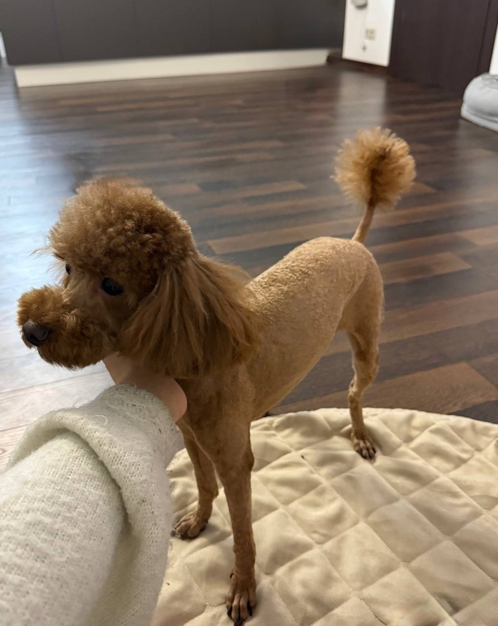 Пропала собака в Сергиевом Посаде — фото объявления