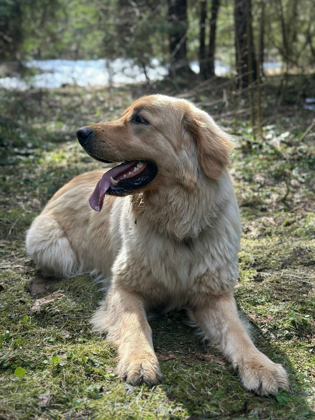 Пропала собака в Сергиевом Посаде — фото объявления