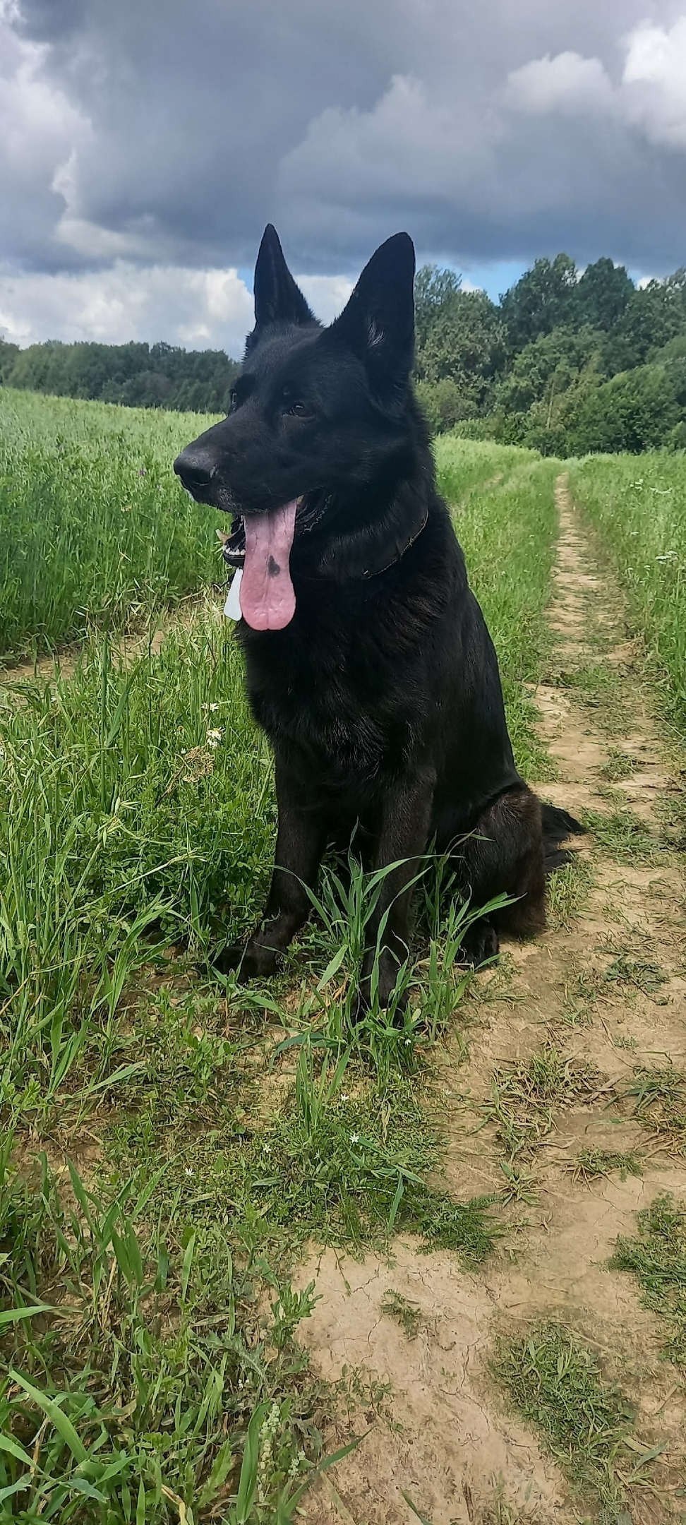 Пропала собака в Сергиевом Посаде — фото объявления