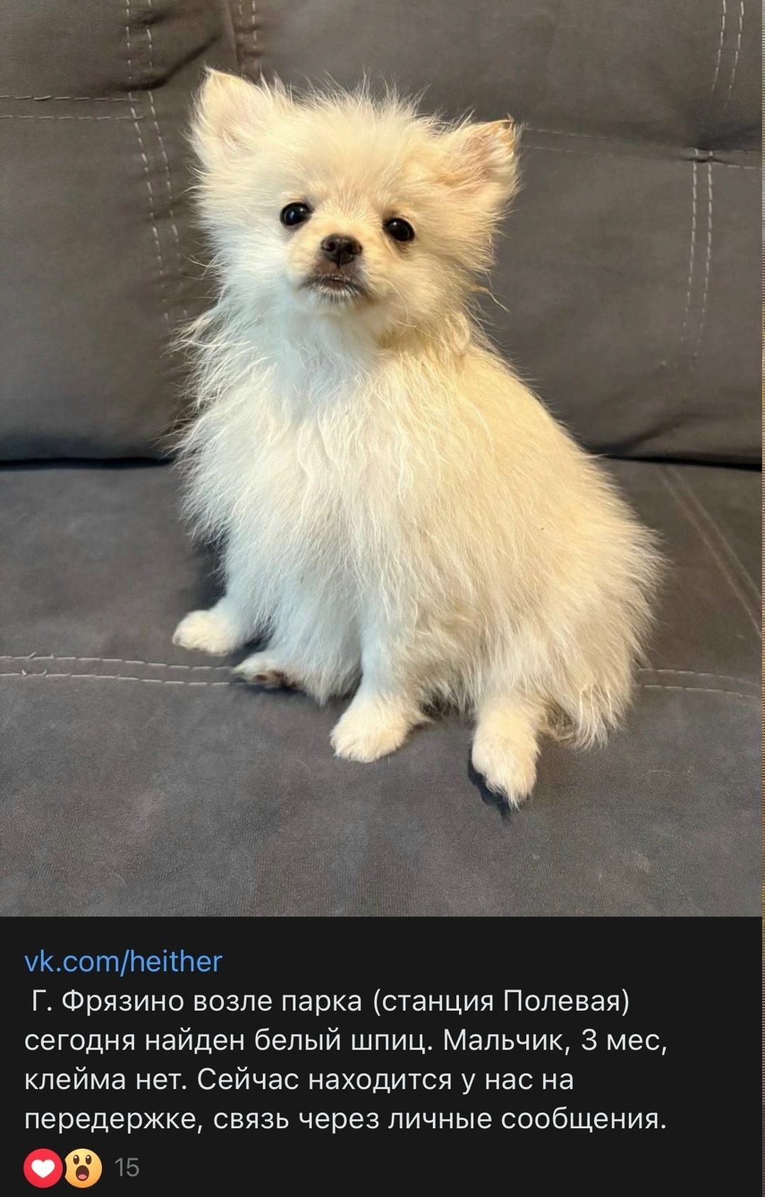 Найдена собака в Фрязине — фото объявления