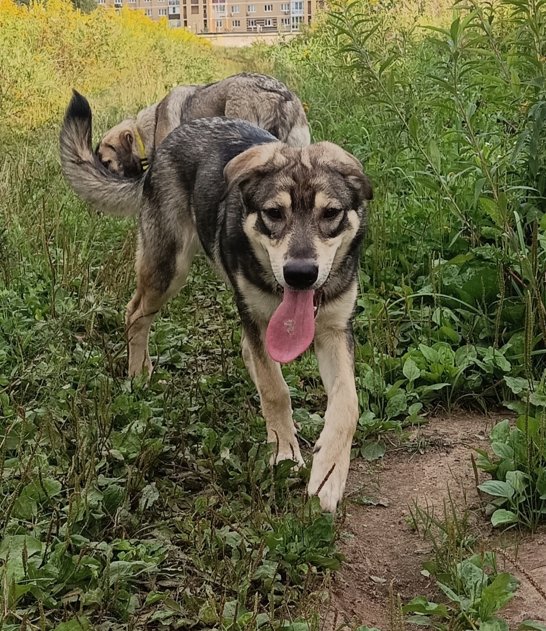 Пропала собака в Фрязине — фото объявления