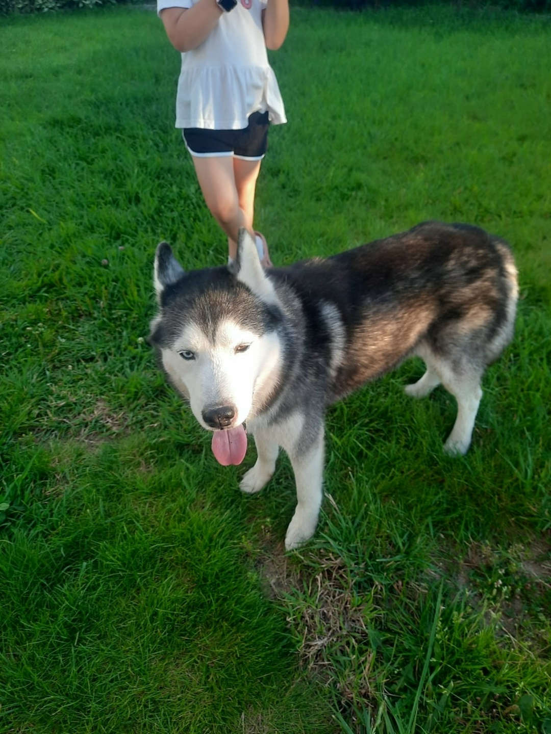 Найдена собака в Фрязине — фото объявления