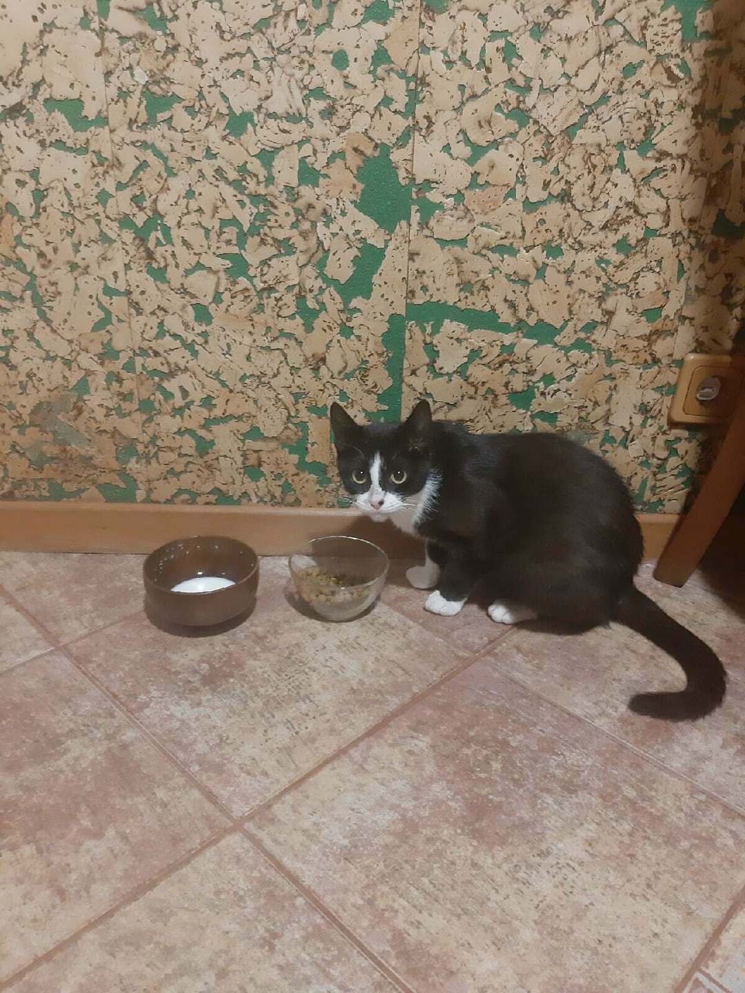 Найдена кошка в Фрязине — фото объявления