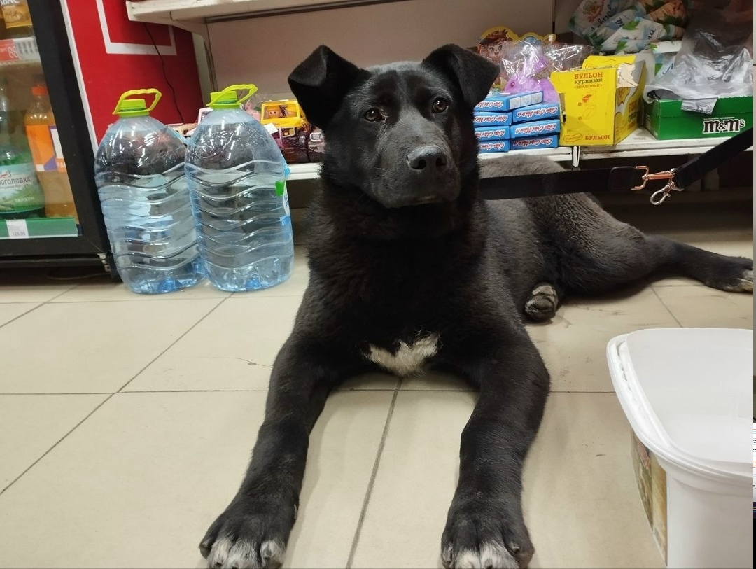 Пропала собака в Фрязине — фото объявления