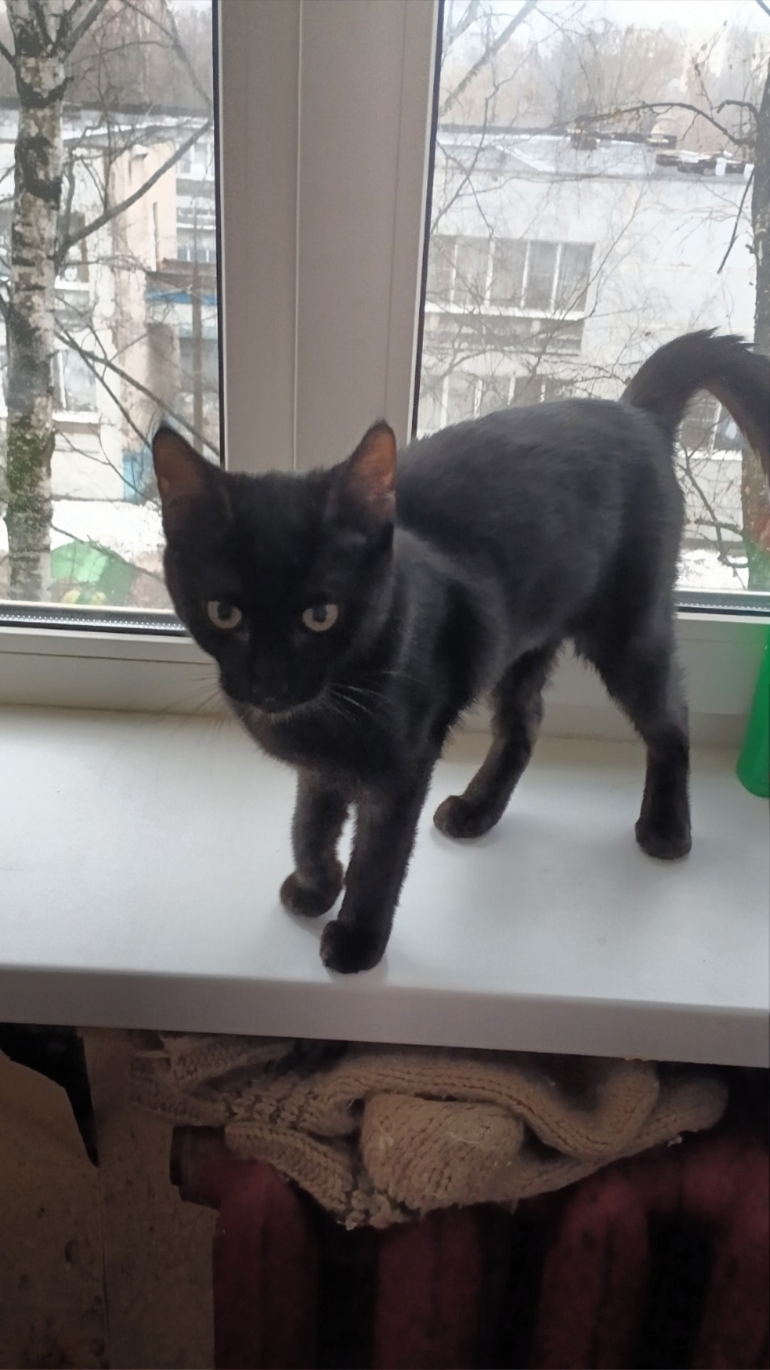 Пропала кошка в Фрязине — фото объявления