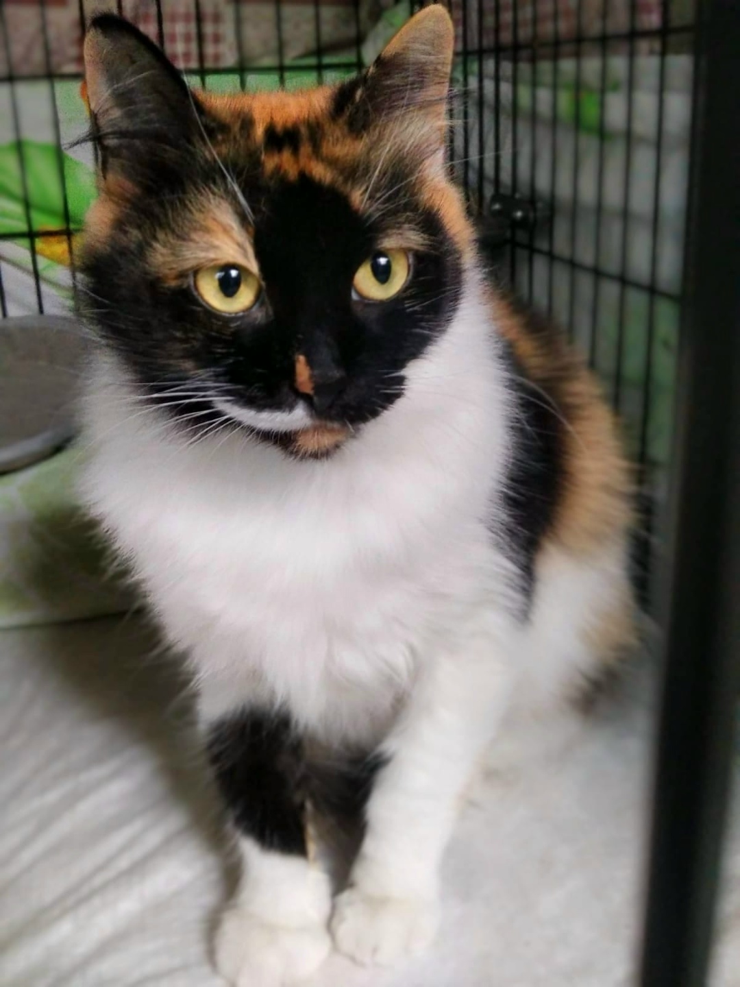 Пропала кошка в Фрязине — фото объявления