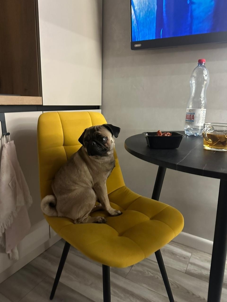 Пропала собака в Фрязине — фото объявления