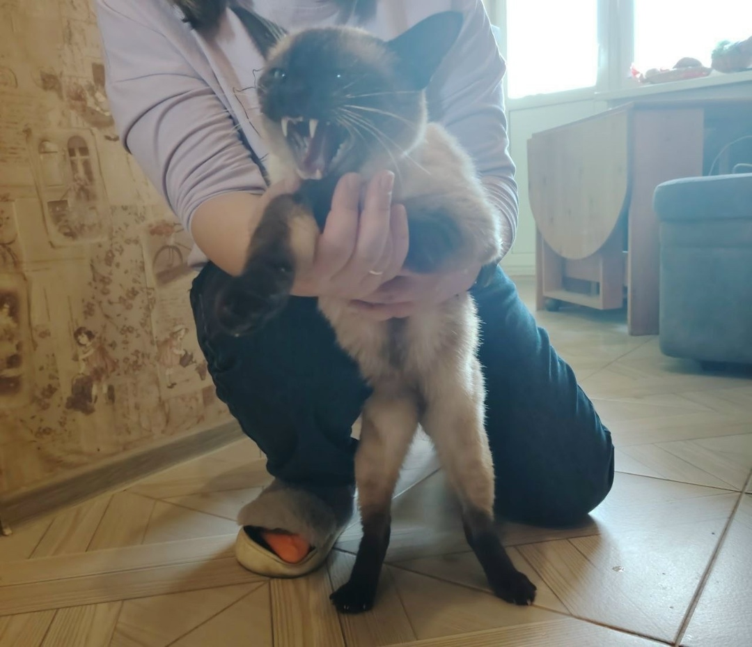 Найдена кошка в Фрязине — фото объявления