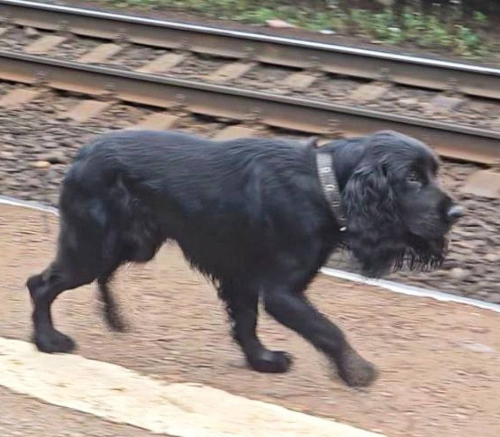 Пропала собака в Фрязине — фото объявления