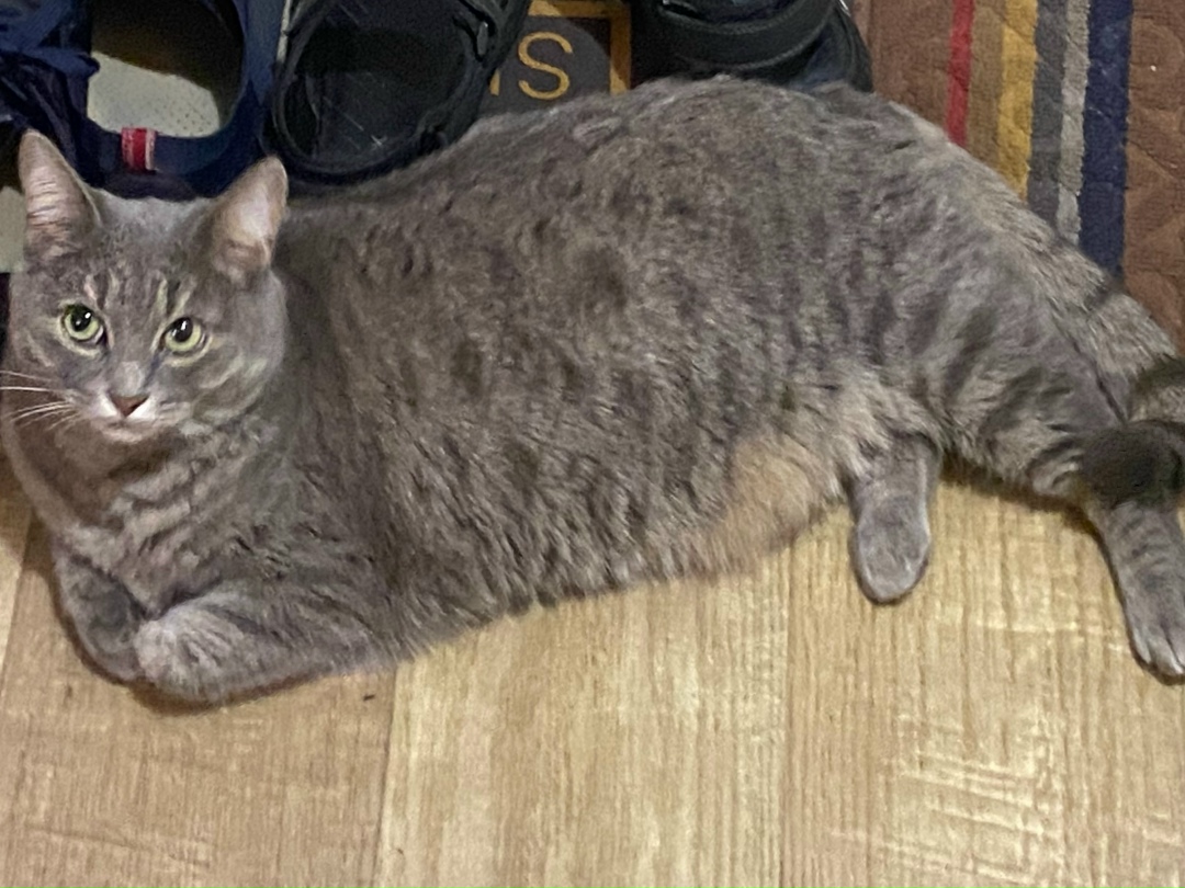 Пропала кошка в Фрязине — фото объявления