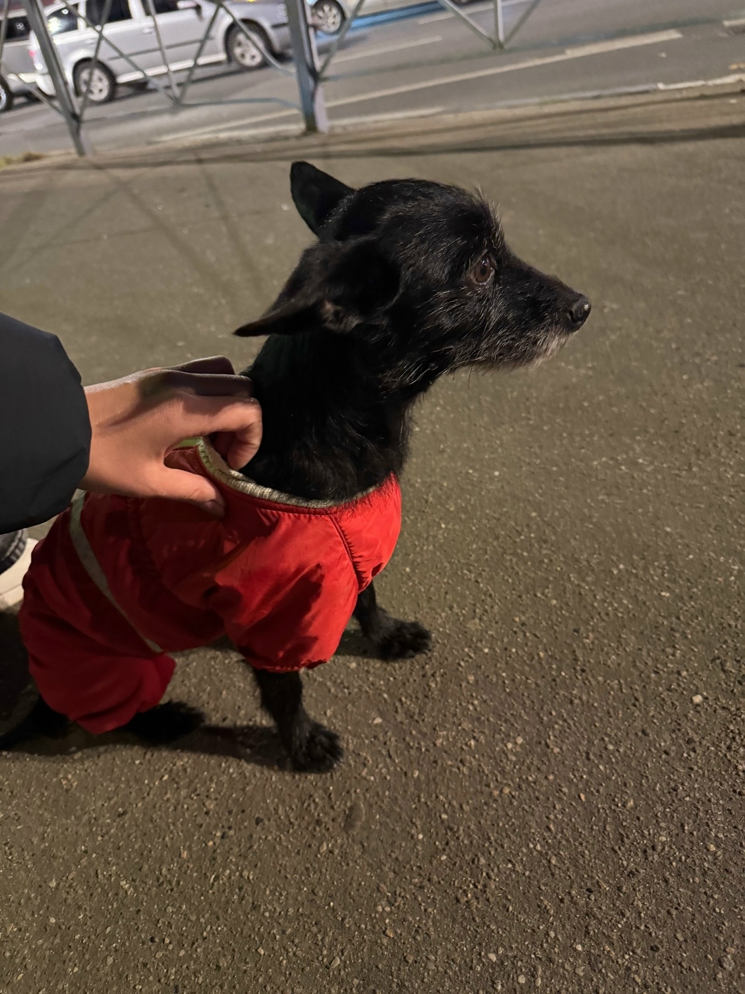 Найдена собака в Фрязине — фото объявления