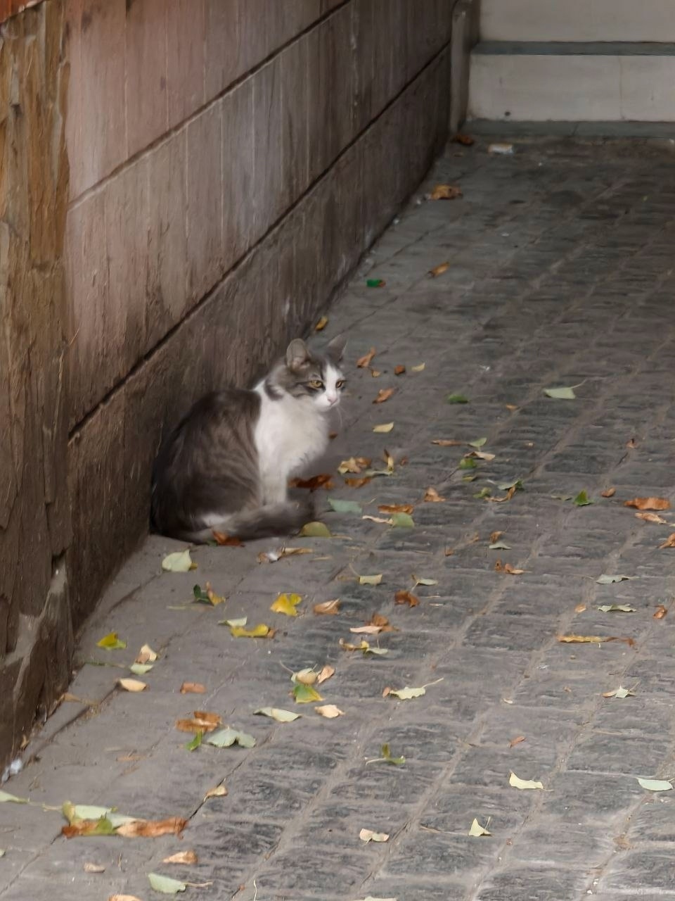 Пропала кошка в Фрязине — фото объявления