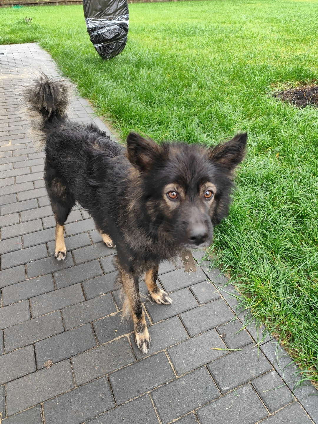 Пропала собака в Фрязине — фото объявления