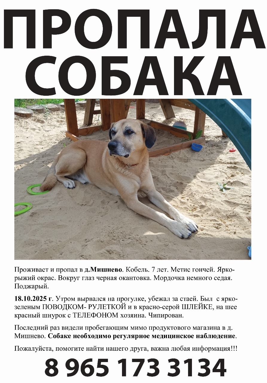 Пропала собака в Фрязине — фото объявления
