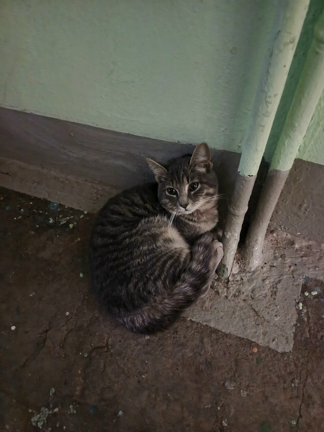 Найдена кошка в Фрязине — фото объявления