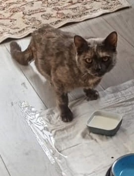 Пропала кошка в Фрязине — фото объявления