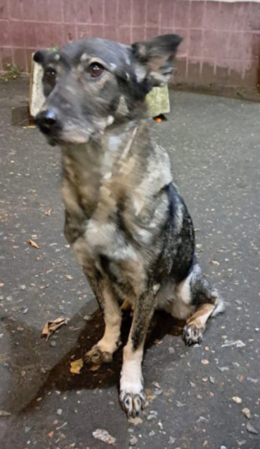 Найдена собака в Фрязине — фото объявления