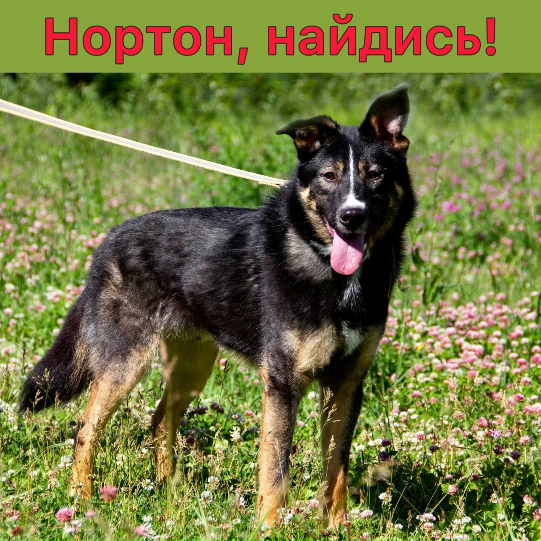 Найдена собака в Фрязине — фото объявления