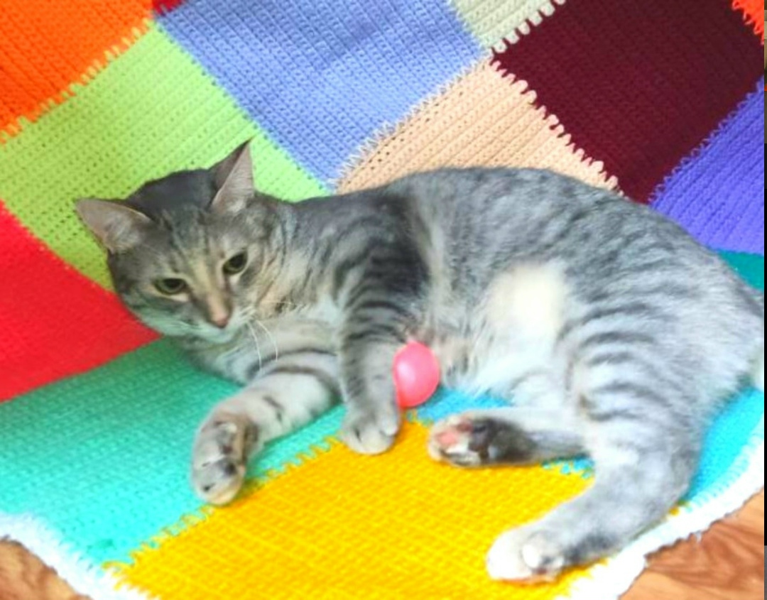 Пропала кошка в Фрязине — фото объявления