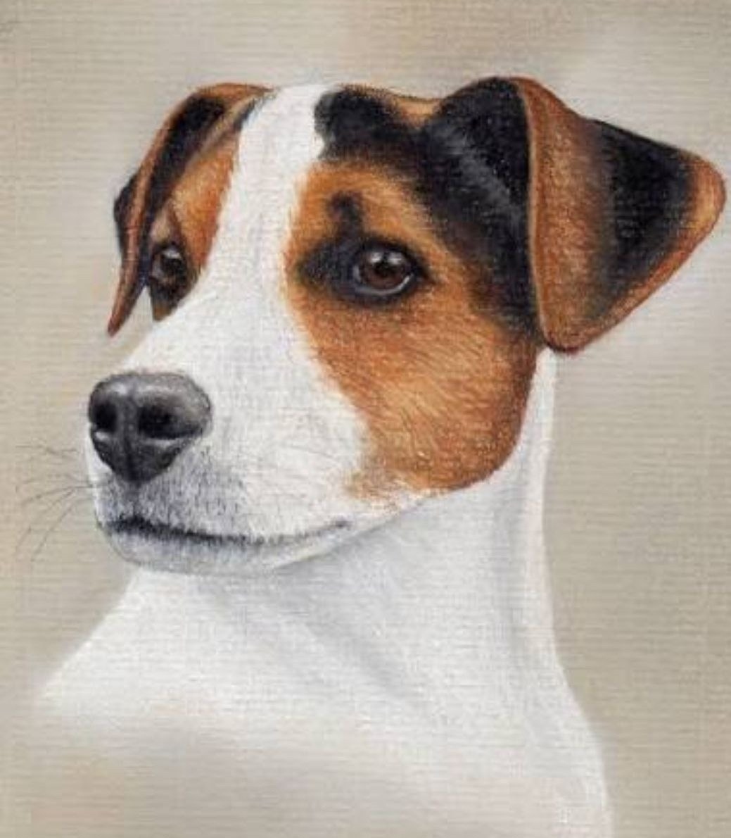 Пропала собака в Фрязине — фото объявления