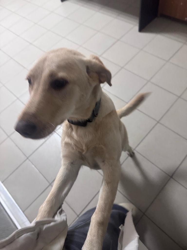 Найдена собака в Фрязине — фото объявления