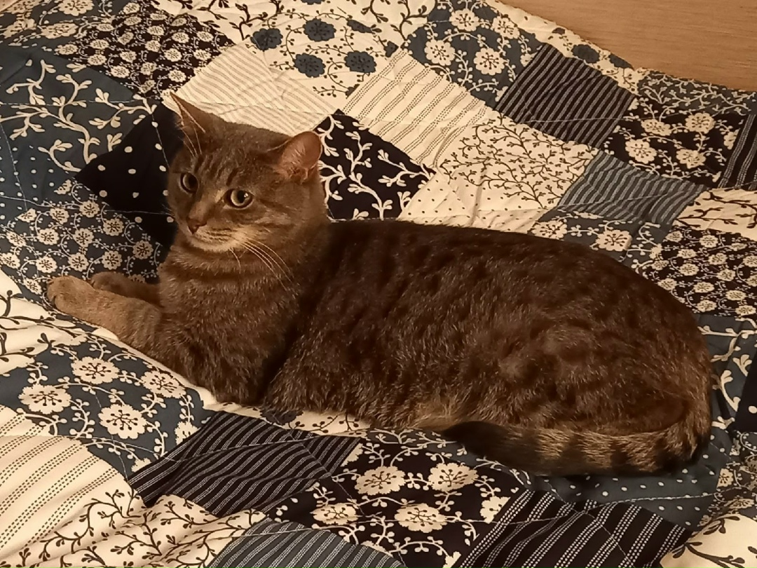 Пропала собака в Фрязине — фото объявления