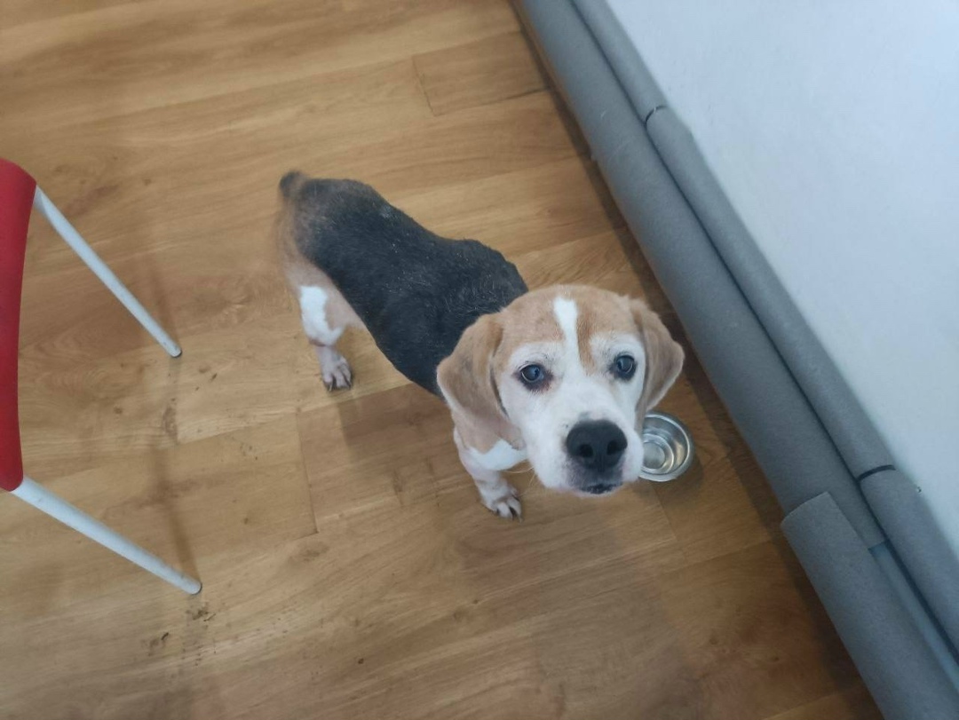 Найдена собака в Фрязине — фото объявления