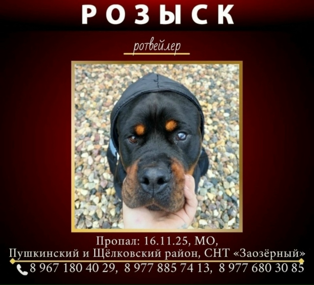 Пропала собака в Фрязине — фото объявления