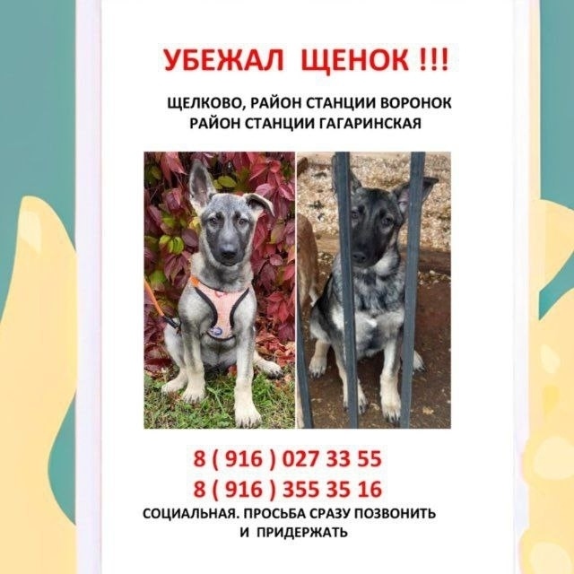 Пропала собака в Фрязине — фото объявления