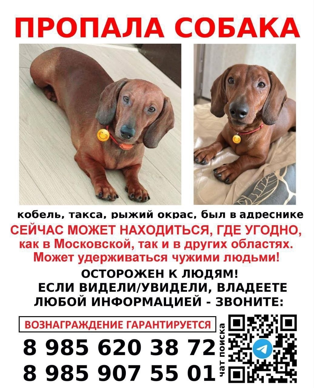 Пропала собака в Фрязине — фото объявления