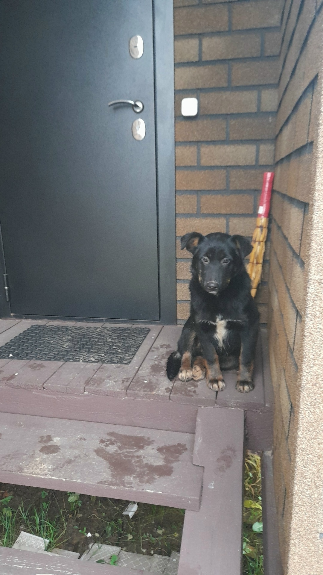 Найдена собака в Фрязине — фото объявления