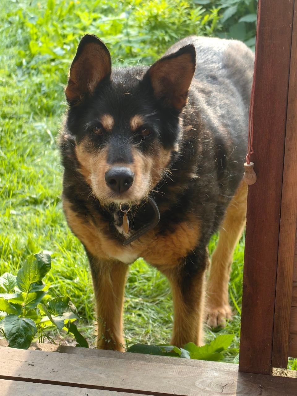 Пропала собака в Фрязине — фото объявления
