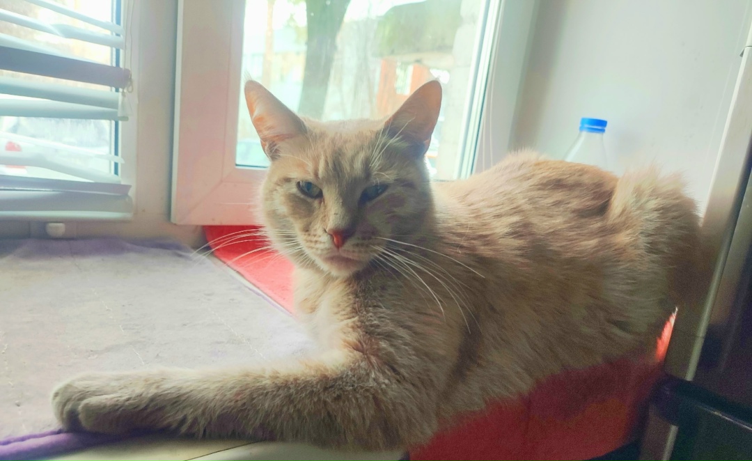 Пропала кошка в Фрязине — фото объявления