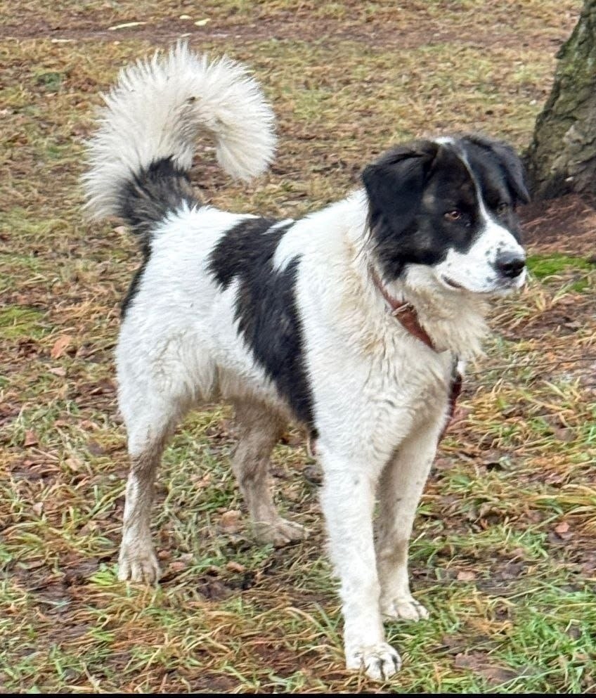 Пропала собака в Фрязине — фото объявления