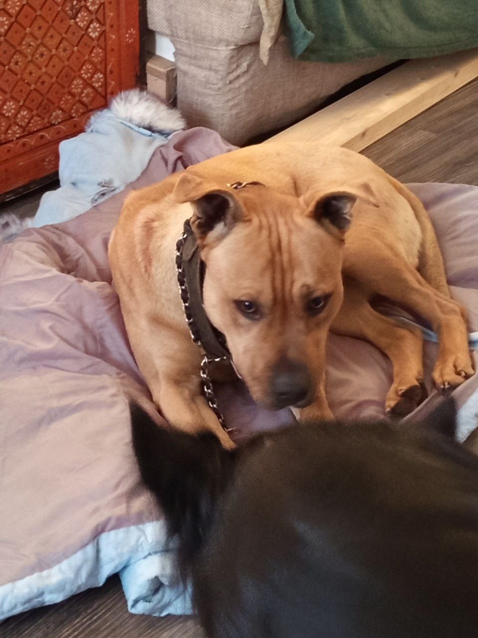 Найдена собака в Фрязине — фото объявления