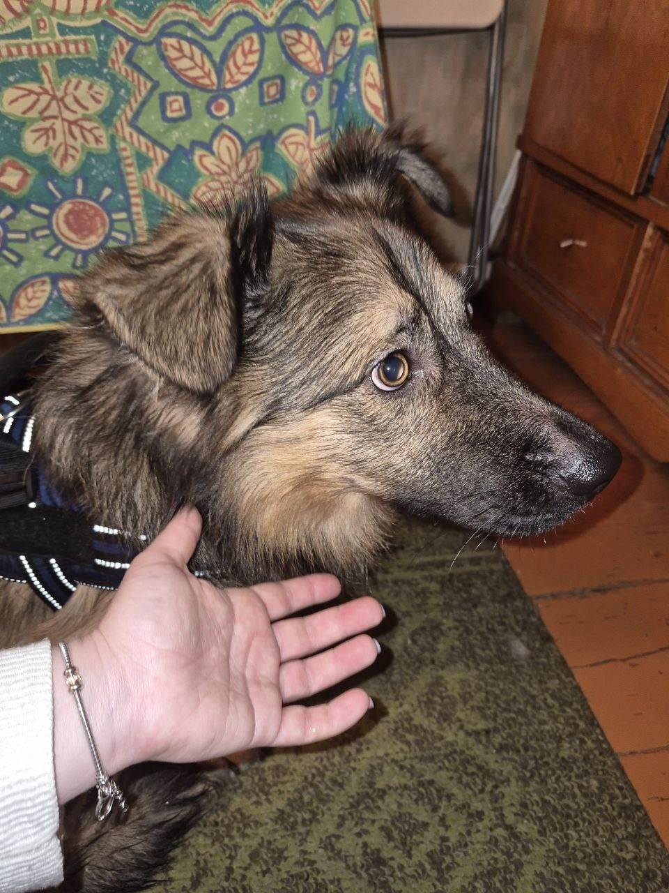 Найдена собака в Фрязине — фото объявления