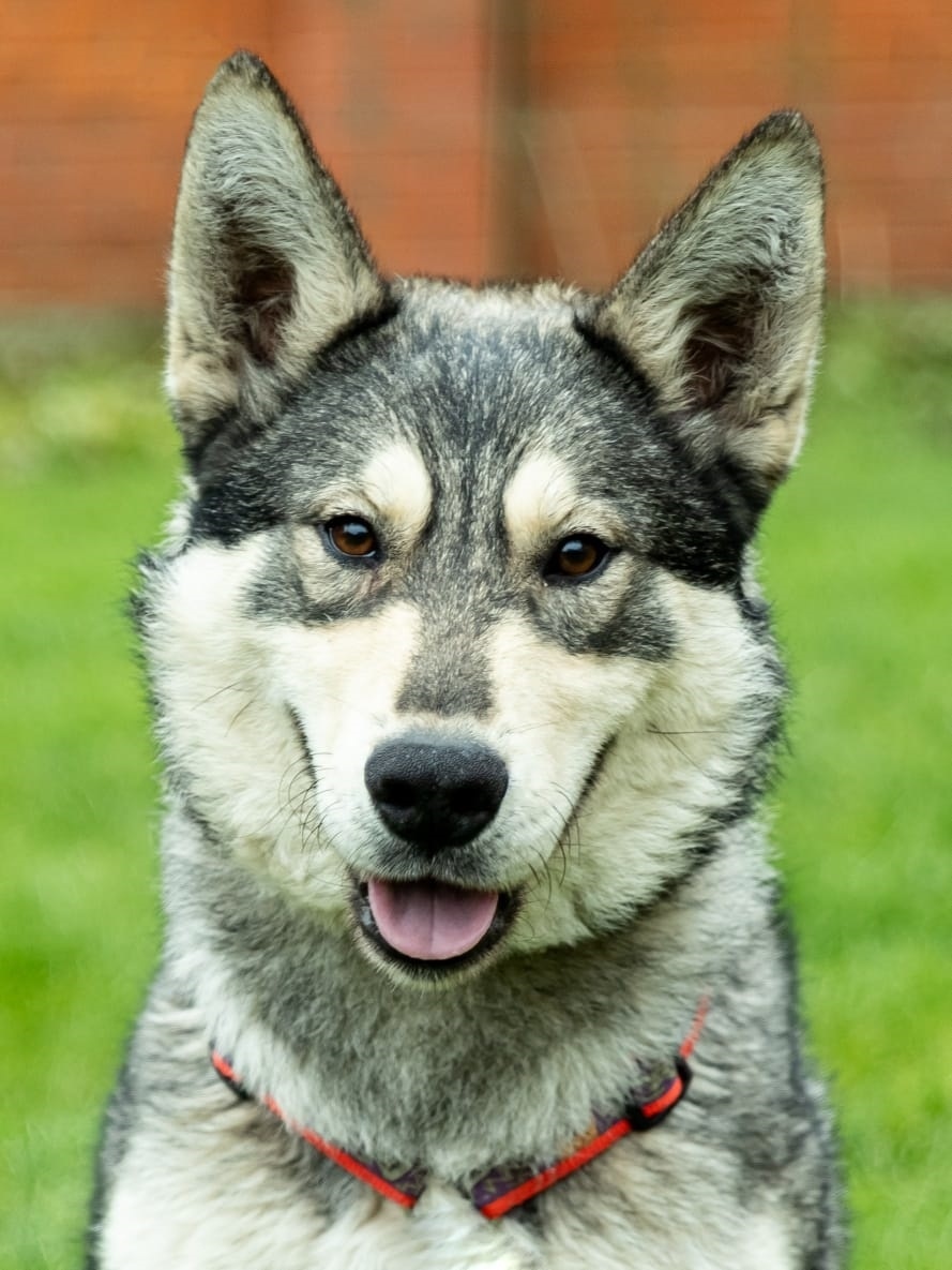 Найдена собака в Фрязине — фото объявления