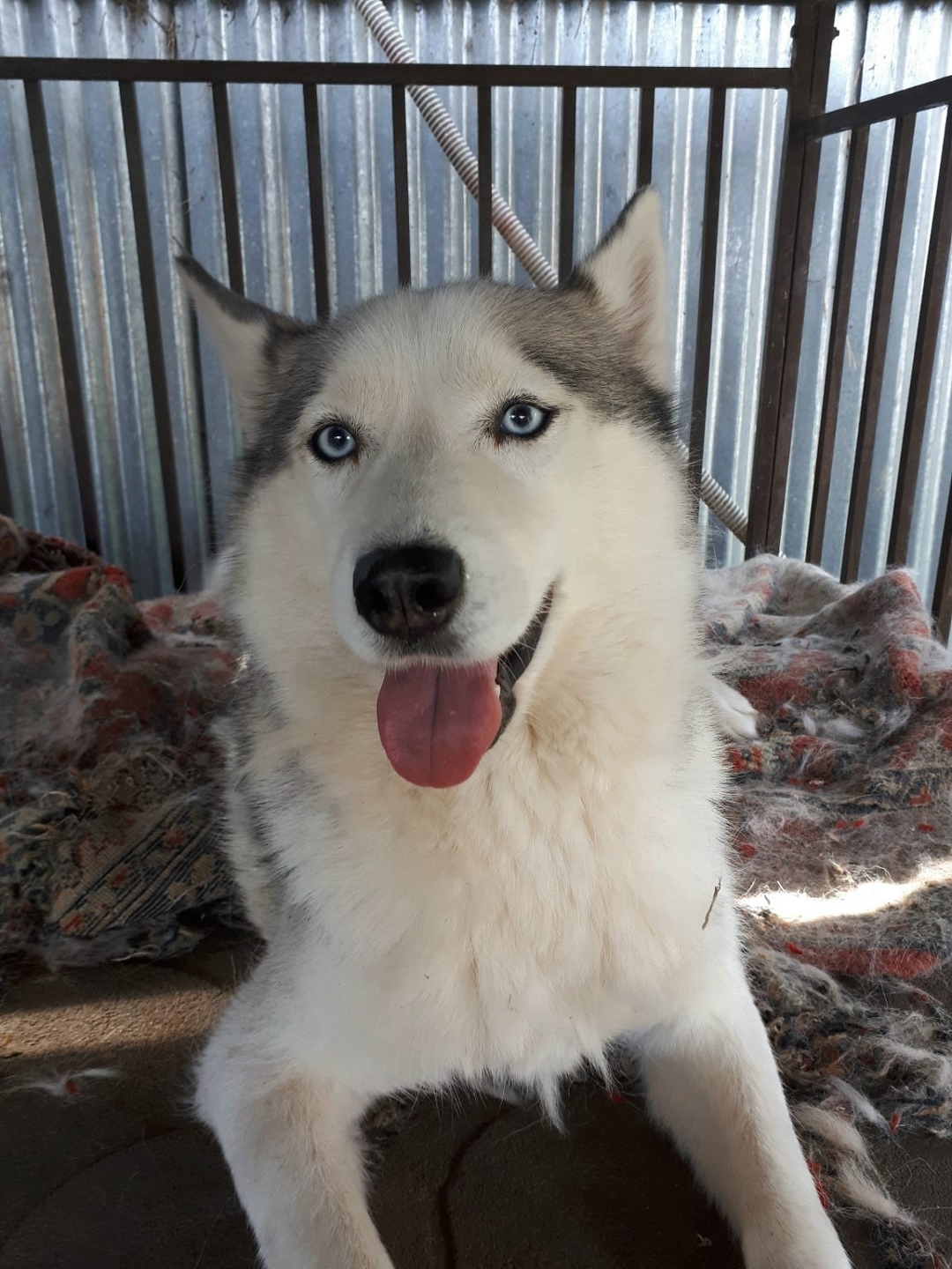 Пропала собака в Фрязине — фото объявления