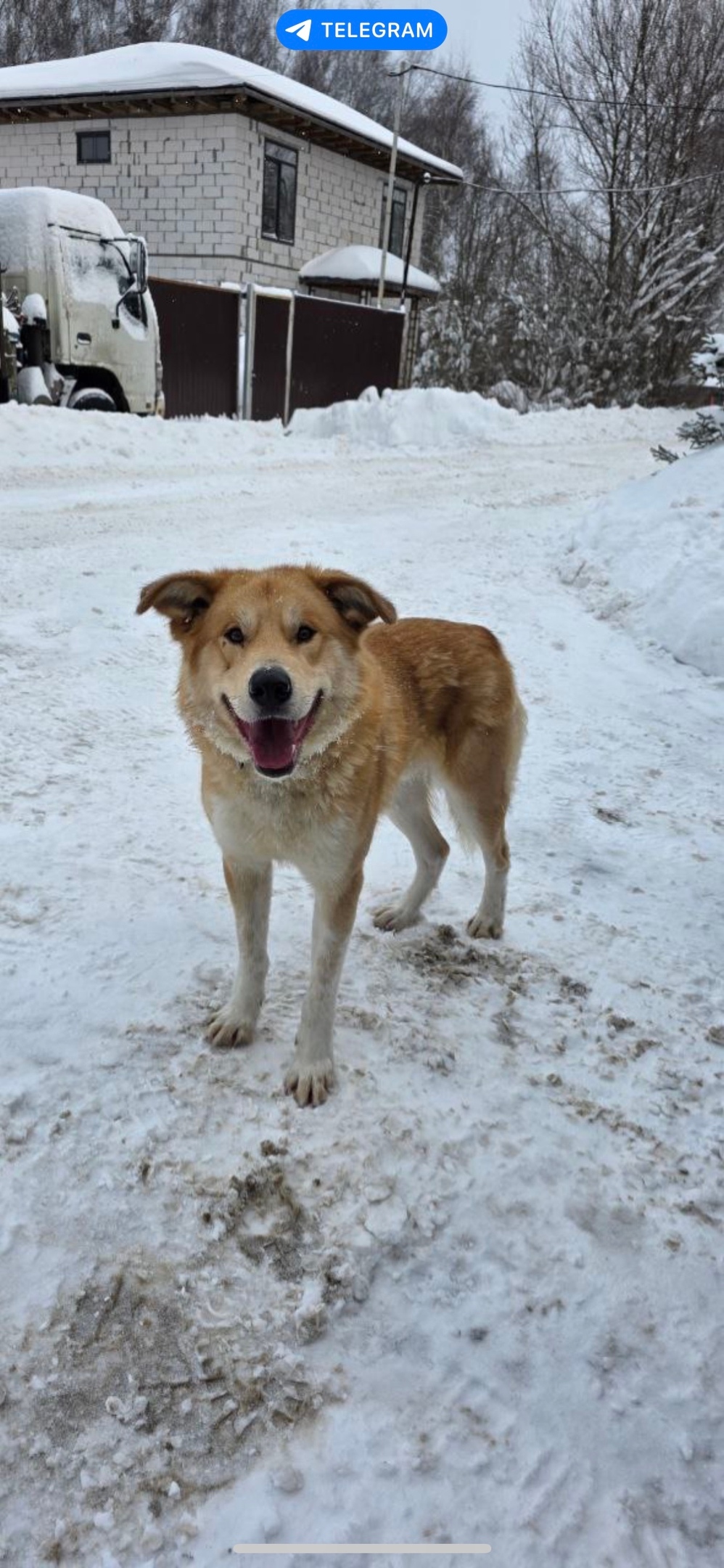 Найдена собака в Фрязине — фото объявления