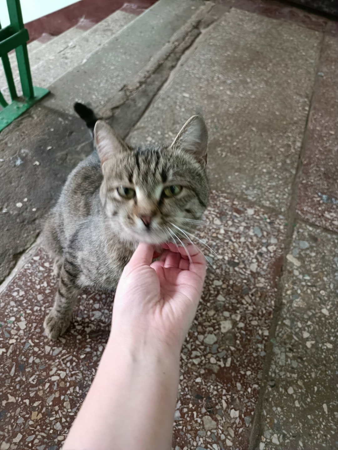 Найдена кошка в Фрязине — фото объявления