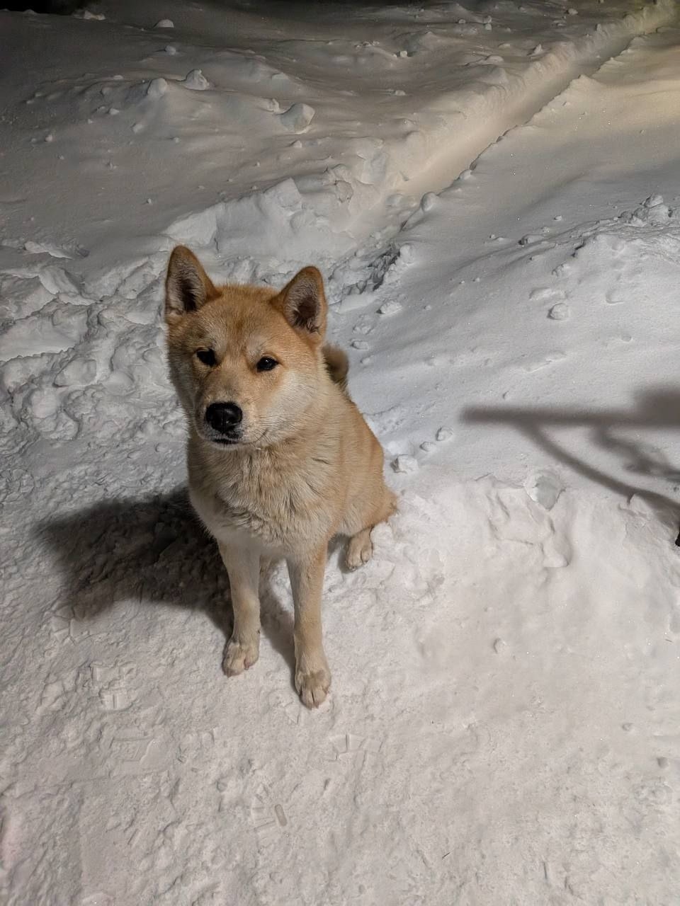 Найдена собака в Фрязине — фото объявления