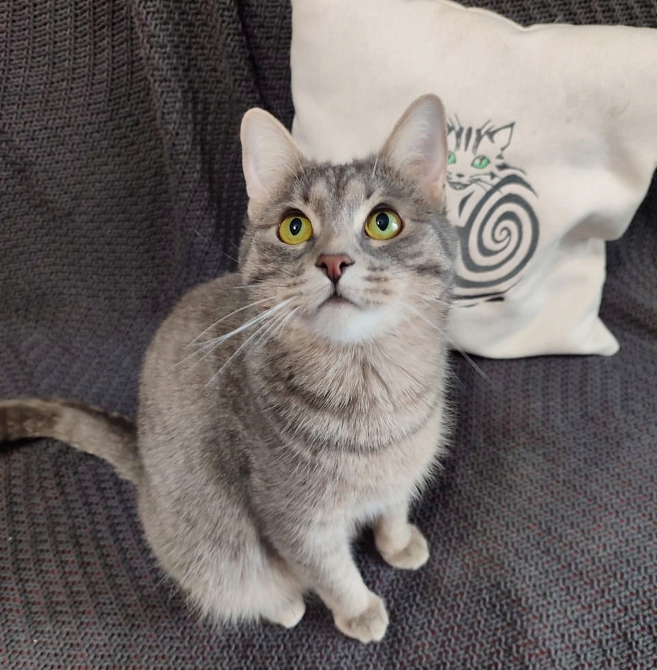 Найдена кошка в Фрязине — фото объявления