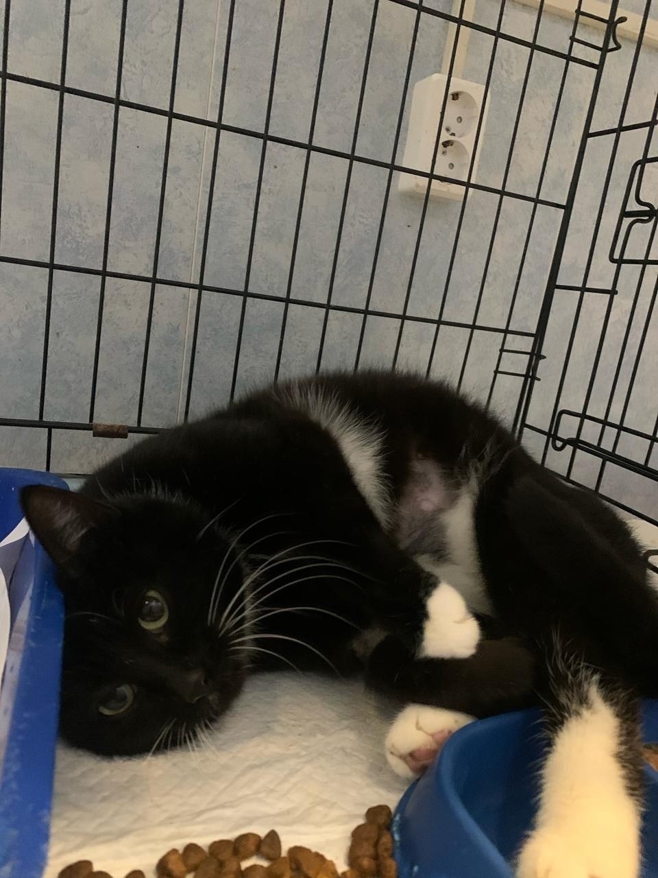 Найдена собака в Фрязине — фото объявления