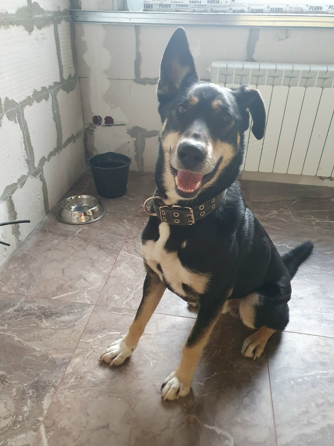 Найдена собака в Фрязине — фото объявления