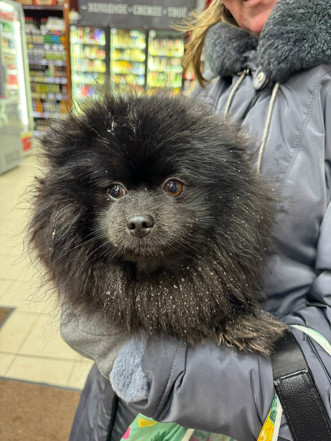 Найдена собака в Фрязине — фото объявления