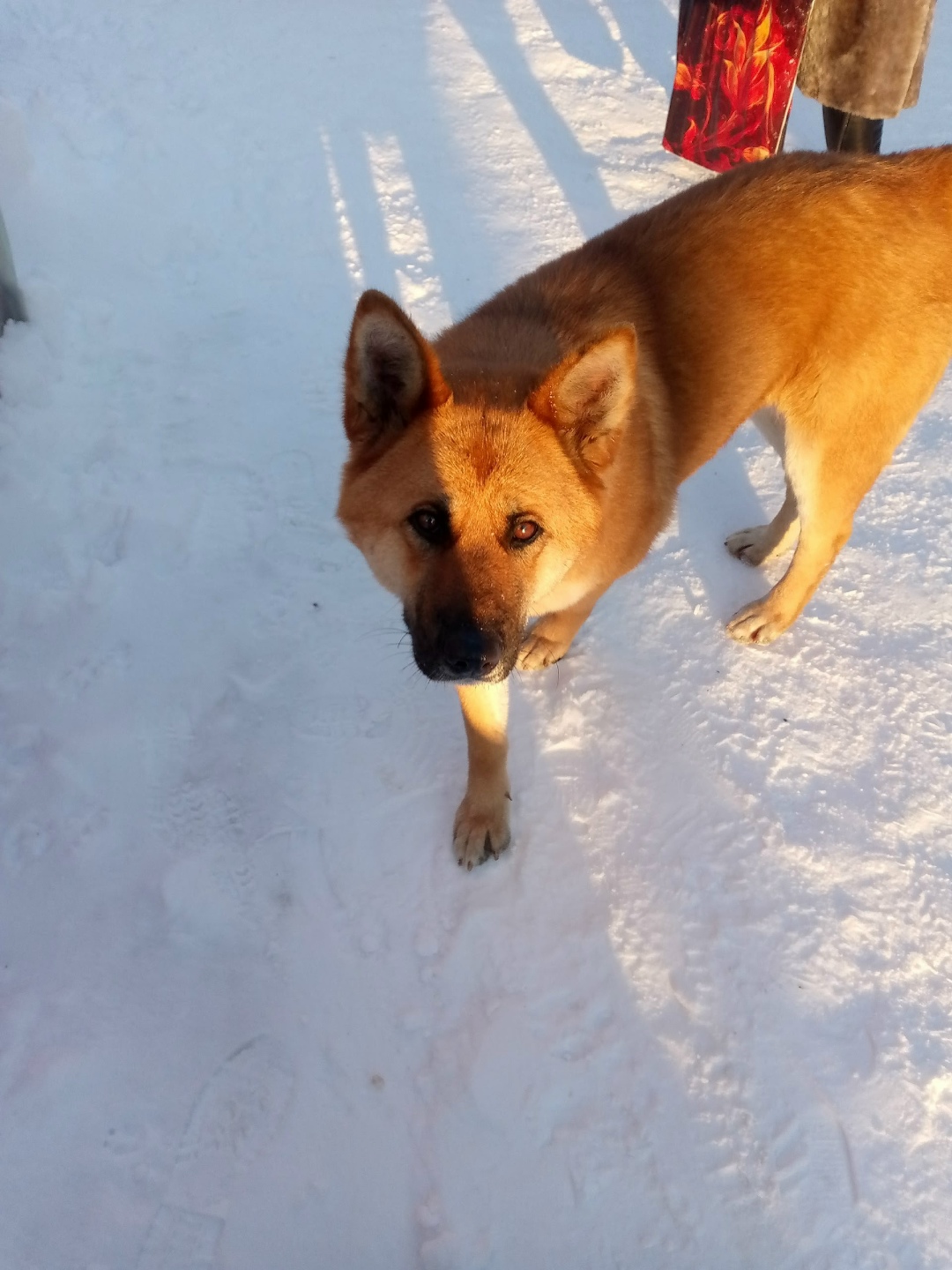 Пропала собака в Фрязине — фото объявления